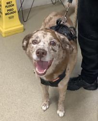 Shelter Stray Male Dog last seen Near Rustling Oaks Drive, South District, TX, 355 Hillshire Dr, Haslet, TX 76052, USA