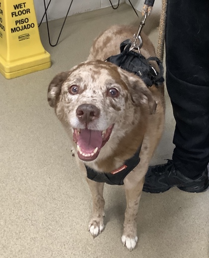 Shelter Stray Male Dog last seen Near Rustling Oaks Drive, South District, TX, 355 Hillshire Dr, Haslet, TX 76052, USA