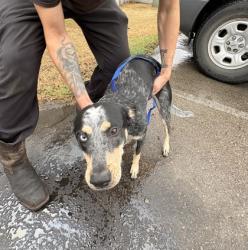 Shelter Stray Female Dog last seen Near Epoch Cir, West District, TX, 355 Hillshire Dr, Haslet, TX 76052, USA