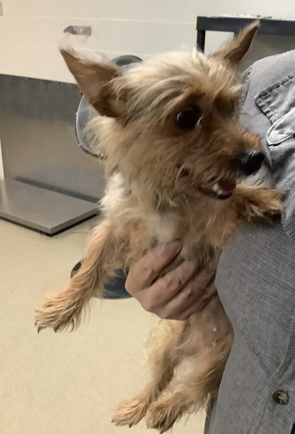 Shelter Stray Female Dog last seen Near S Hulen Street, South District, TX, 355 Hillshire Dr, Haslet, TX 76052, USA