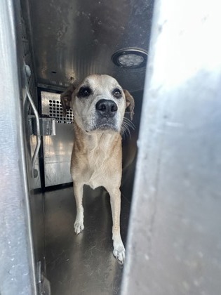Shelter Stray Male Dog last seen Near GARY LN, East District, TX, 355 Hillshire Dr, Haslet, TX 76052, USA