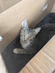 Shelter Stray Male Cat last seen USHWY 287, West District, TX, 355 Hillshire Dr, Haslet, TX 76052, USA
