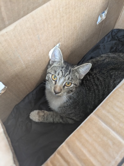Shelter Stray Male Cat last seen USHWY 287, West District, TX, 355 Hillshire Dr, Haslet, TX 76052, USA