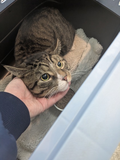 Shelter Stray Male Cat last seen , , TX, 355 Hillshire Dr, Haslet, TX 76052, USA