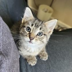 Shelter Stray Female Cat last seen Cottontail Trail, Madison 16, City of, WI, 5132 Voges Rd, Madison, WI 53718, USA