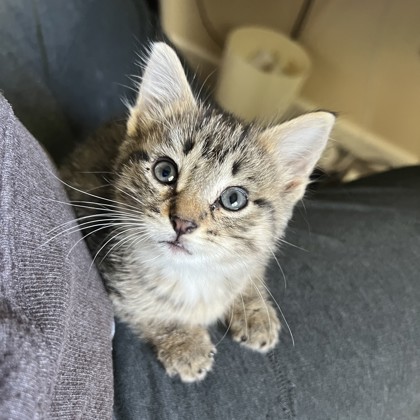 Shelter Stray Female Cat last seen Cottontail Trail, Madison 16, City of, WI, 5132 Voges Rd, Madison, WI 53718, USA