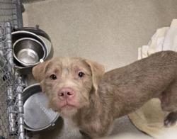 Shelter Stray Female Dog last seen Near 13th ave, IRC AC, FL, 6230 77th St, Vero Beach, FL 32967, USA