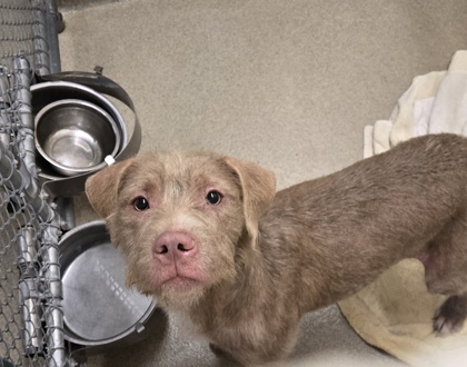 Shelter Stray Female Dog last seen Near 13th ave, IRC AC, FL, 6230 77th St, Vero Beach, FL 32967, USA