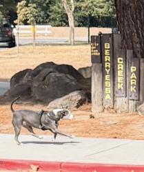 Reunited Unknown Dog last seen Messina Dr., San Jose, CA 95132