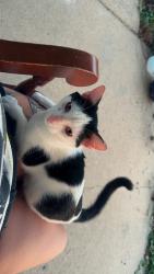 Found/Stray Male Cat last seen Jk mart., Franklin, OH 45005