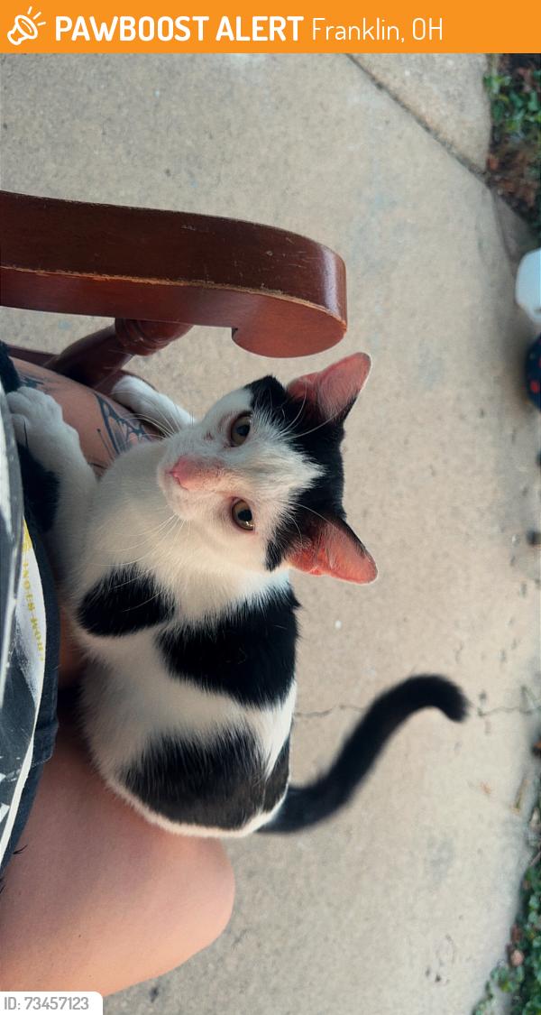 Found/Stray Male Cat last seen Jk mart., Franklin, OH 45005