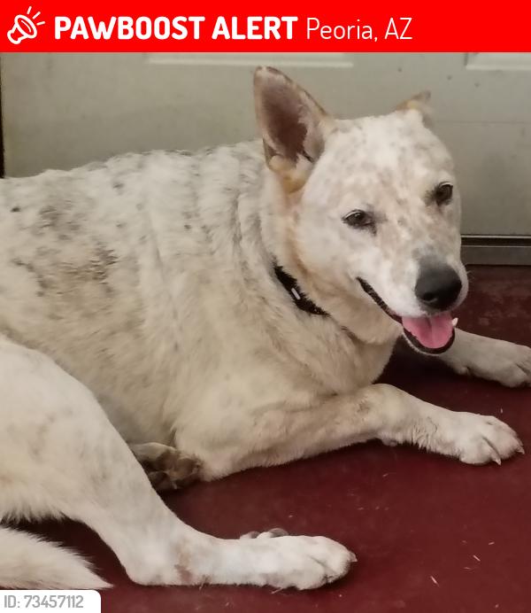 Lost Male Dog last seen Moxi Apts on 87th and Peoria Ave, Peoria, AZ 85345