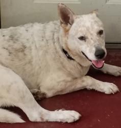 Lost Male Dog last seen Moxi Apts on 87th and Peoria Ave, Peoria, AZ 85345