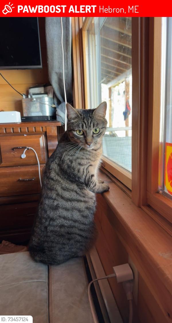 Lost Male Cat last seen West Minot Trading Post, Hebron, ME 04238