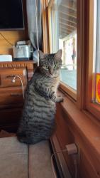 Lost Male Cat last seen West Minot Trading Post, Hebron, ME 04238