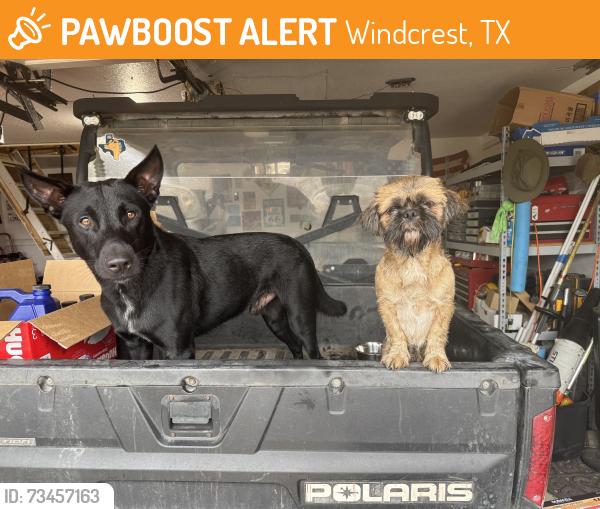 Found/Stray Male Dog last seen Shady creek and eagle crest, Windcrest, TX 78239