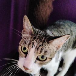 Found/Stray Female Cat last seen Von ormy, Von Ormy, TX 78073