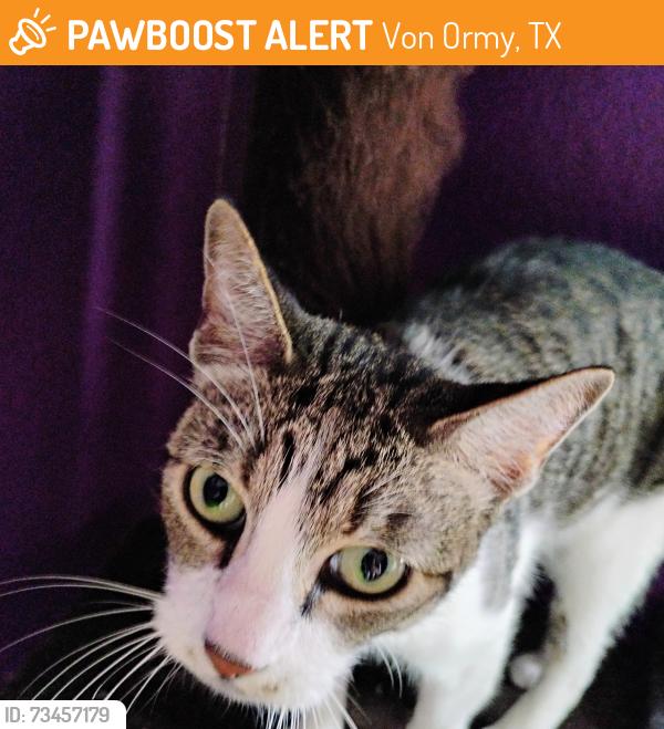 Found/Stray Female Cat last seen Von ormy, Von Ormy, TX 78073