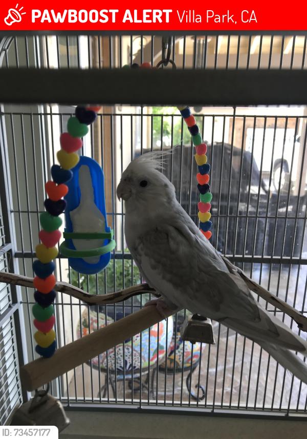 Lost Male Bird last seen Lemon/ Santiago blvd, Villa Park, CA 92861