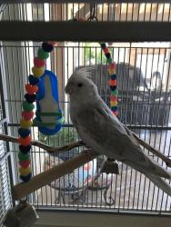 Lost Male Bird last seen Lemon/ Santiago blvd, Villa Park, CA 92861