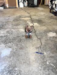 Found/Stray Unknown Dog last seen Street, Greensboro, NC 27410