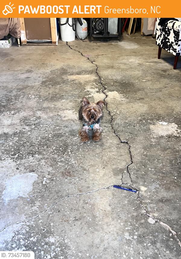 Found/Stray Unknown Dog last seen Street, Greensboro, NC 27410
