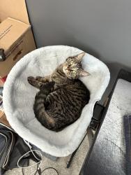 Reunited Female Cat last seen Timbergate ln, High Point, NC 27265