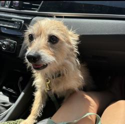 Reunited Male Dog last seen Cedar, chestnut Ave, Long Beach, CA 90806