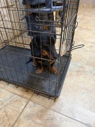 Found/Stray Unknown Dog last seen 66th and Ave p, Lubbock, TX 79412
