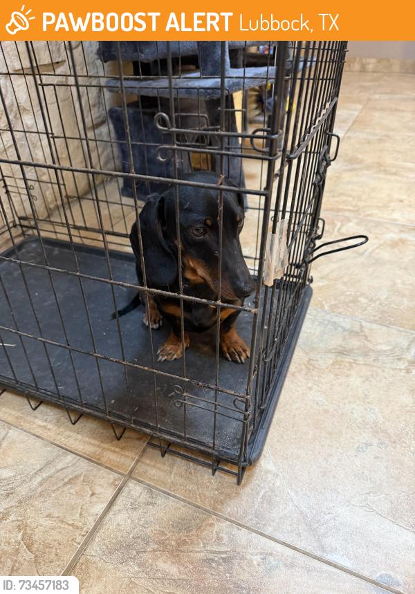 Found/Stray Unknown Dog last seen 66th and Ave p, Lubbock, TX 79412