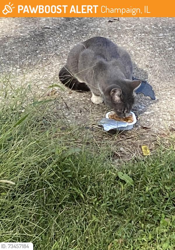 Found/Stray Unknown Cat last seen Osf hosp, Champaign, IL 61820