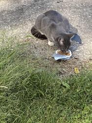 Found/Stray Unknown Cat last seen Osf hosp, Champaign, IL 61820