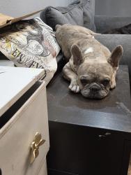 Lost Female Dog last seen Hillside Ln and beltline, DeSoto, TX 75115