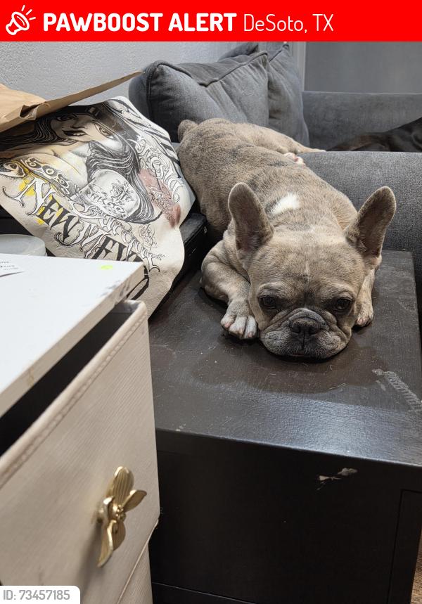 Lost Female Dog last seen Hillside Ln and beltline, DeSoto, TX 75115