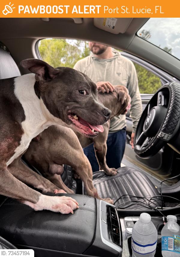 Found/Stray Male Dog last seen Blanton, Port St. Lucie, FL 34986