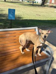 Shelter Stray Female Dog last seen Near Red Bluff Road, AUSTIN, TX, 78702, 7201 Levander Loop bldg a, Austin, TX 78702, USA
