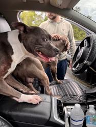 Found/Stray Male Dog last seen Blanton, Port St. Lucie, FL 34986