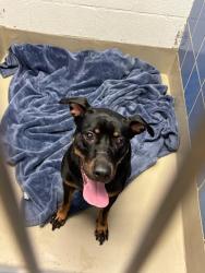 Shelter Stray Female Dog last seen McNeil Road, AUSTIN, TX, 78758, 7201 Levander Loop bldg a, Austin, TX 78702, USA
