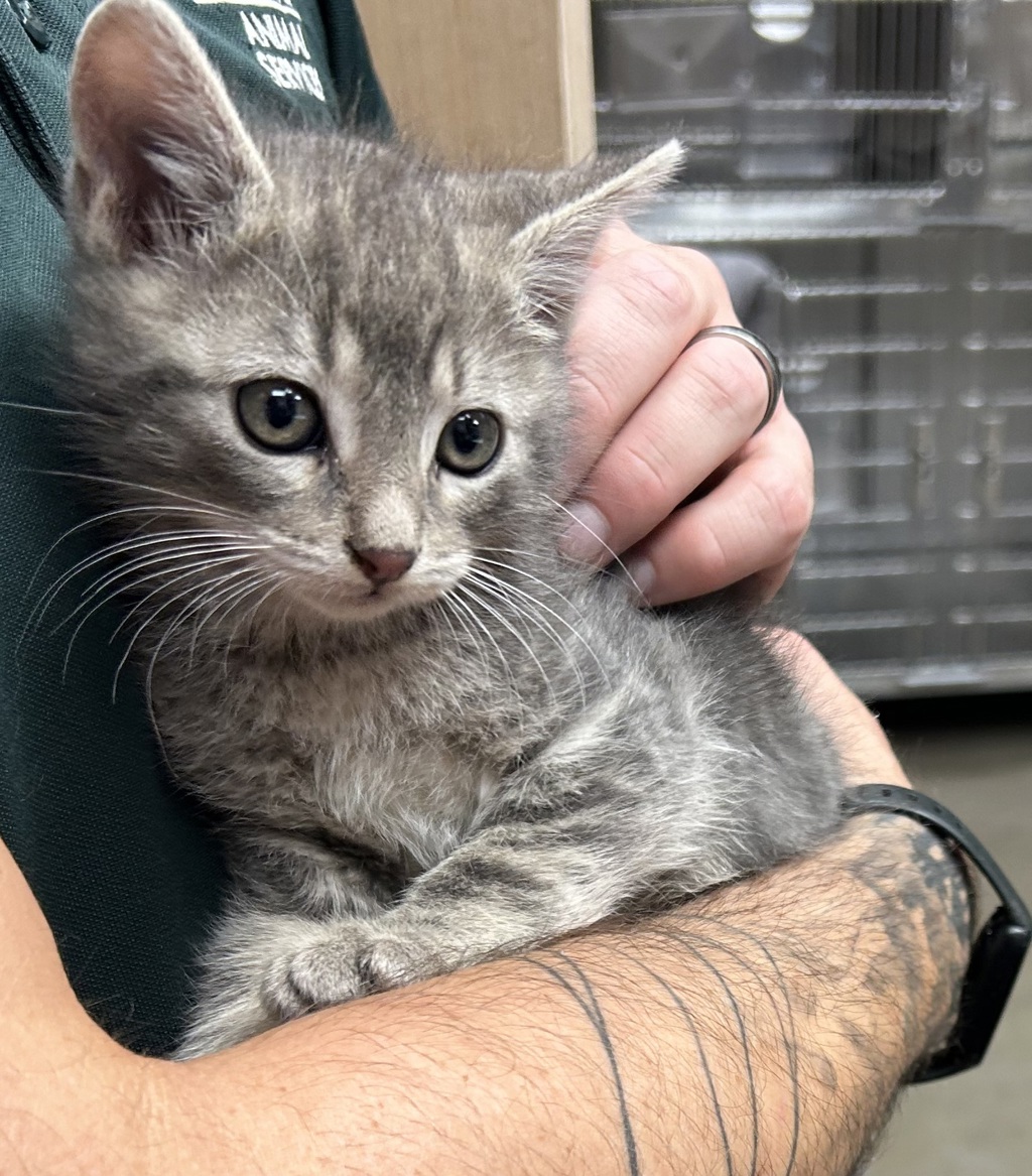 Shelter Stray Male Cat last seen UT, 511 W 3900 S, Salt Lake City, UT 84123, USA