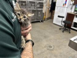 Shelter Stray Female Cat last seen UT, 511 W 3900 S, Salt Lake City, UT 84123, USA