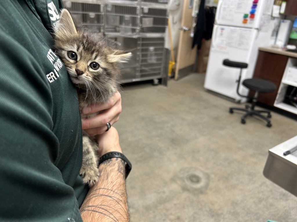 Shelter Stray Female Cat last seen UT, 511 W 3900 S, Salt Lake City, UT 84123, USA