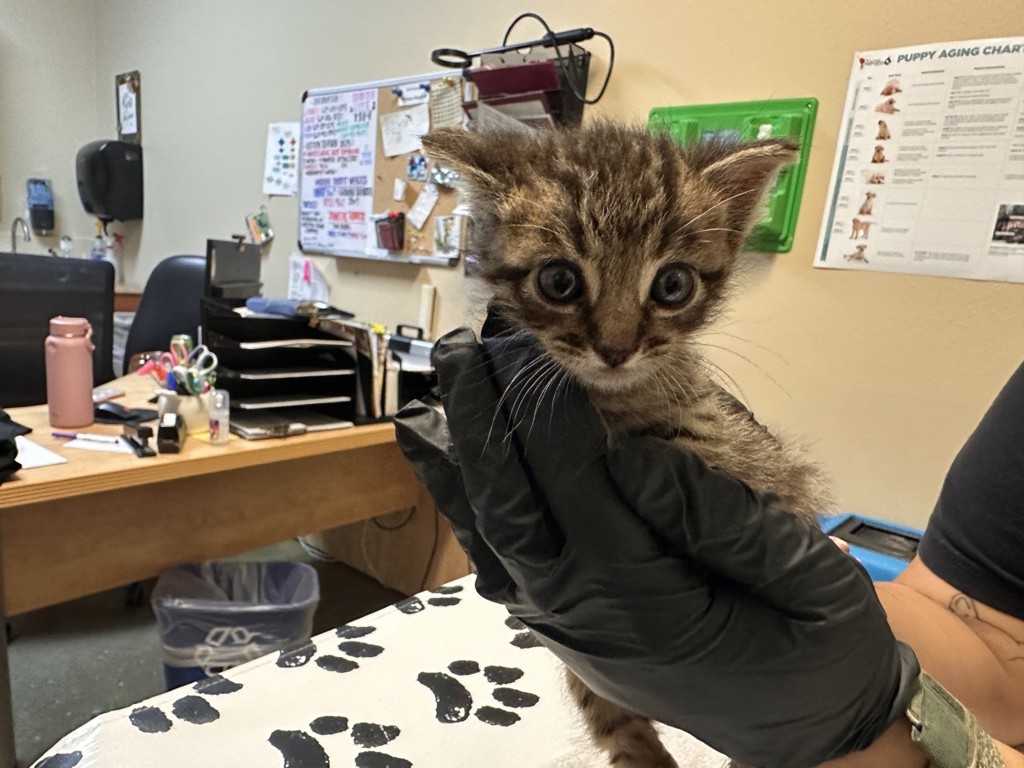 Shelter Stray Male Cat last seen Near S Vulcan Avenue, Encinitas, CA, 92024, Oceanside, CA 92058, USA
