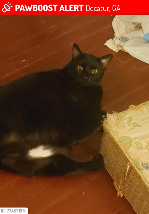 Lost Female Cat last seen Glenwood Rd, Decatur, GA 30035