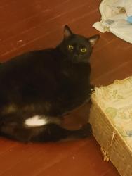 Lost Female Cat last seen Glenwood Rd, Decatur, GA 30035