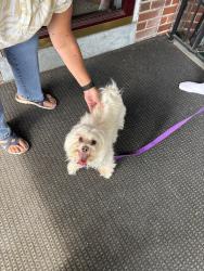 Found/Stray Male Dog last seen Lynoak, Shillington, PA 19607