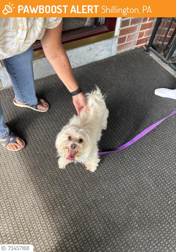 Found/Stray Male Dog last seen Lynoak, Shillington, PA 19607