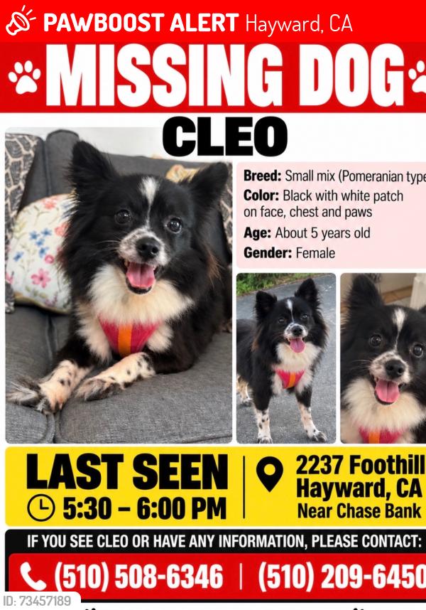 Lost Female Dog last seen Second St, Hayward, CA 94541
