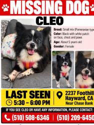 Lost Female Dog last seen Second St, Hayward, CA 94541
