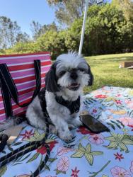 Reunited Male Dog last seen 25th and K, San Diego, CA 92102