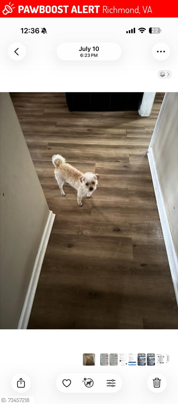 Lost Male Dog last seen Old warwick rd and Powell road, Richmond, VA 23224